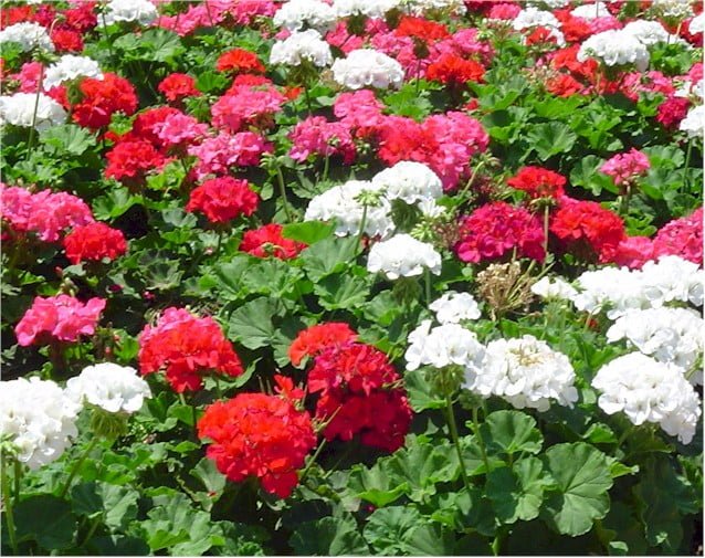 Rose Mix Geranium Flower Seeds for Planting – Heirloom, Non-GMO, High Germination Organic Garden Seeds