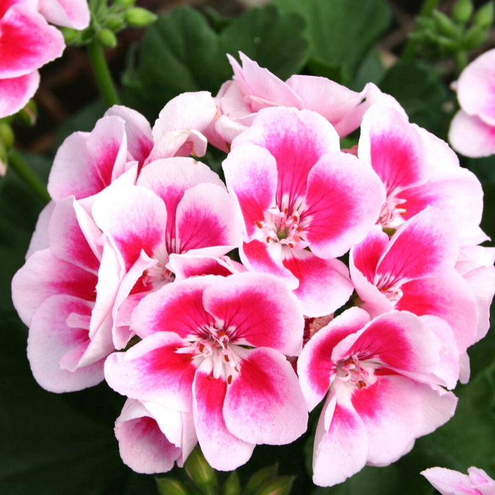 Geranium Pink White Flower Seeds for Planting – Heirloom, Non-GMO, High Germination Organic Garden Seeds