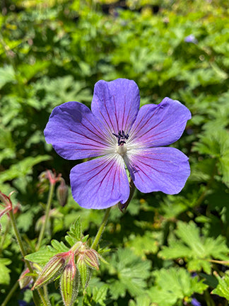 Blue Light Pink Geranium Flower Seeds for Planting – Heirloom, Non-GMO, High Germination Organic Garden Seeds