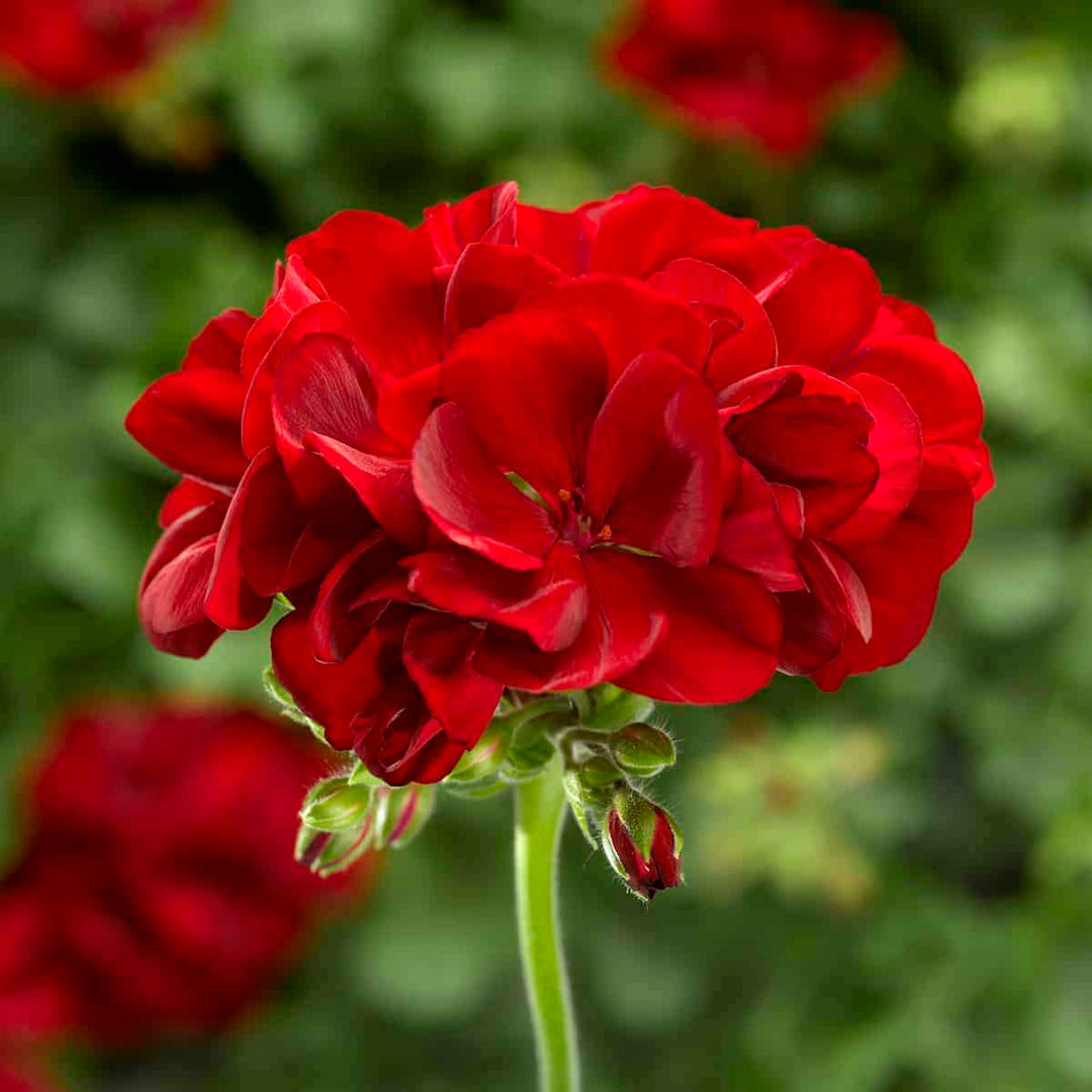 Geraniums Red Flower Seeds for Planting – Heirloom Non-GMO, High Germination Organic Garden Seeds