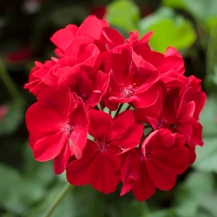 Dark Red Geranium Flower Seeds for Planting – Fragrant Blossoms, Heirloom Non-GMO High Germination Garden Seeds