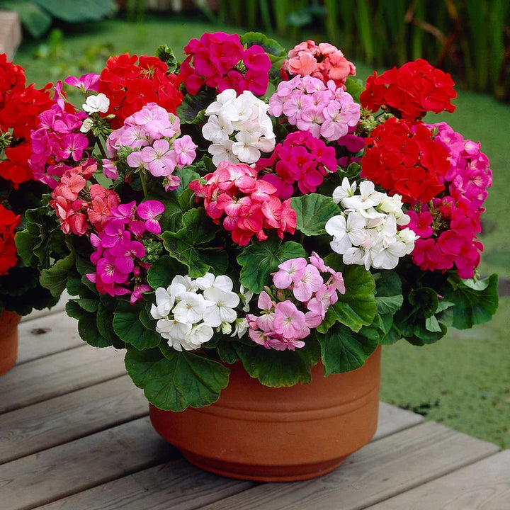 Mixed Color Geranium Flower Seeds for Planting | Heirloom Non-GMO High Germination