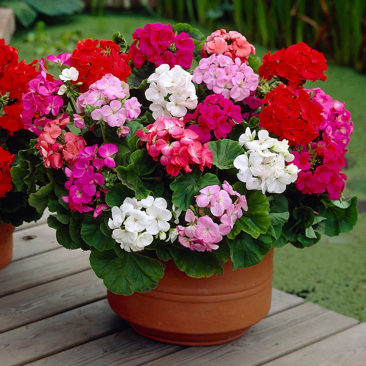 Mixed Geranium Flower seeds for Planting - Premium Quality, Heirloom & GMO Free Seeds for Home Garden, High Germination Organic Garden Seeds
