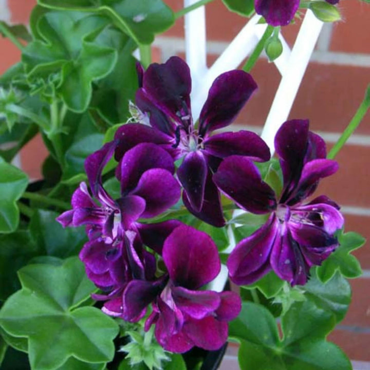 Purple Climbing Geranium Flower Seeds for Planting – Heirloom, Non-GMO, High Germination Organic Garden Seeds