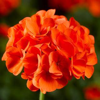 Orange Pelargonium Flower Seeds for Planting – Heirloom, Non-GMO, High Germination Seeds
