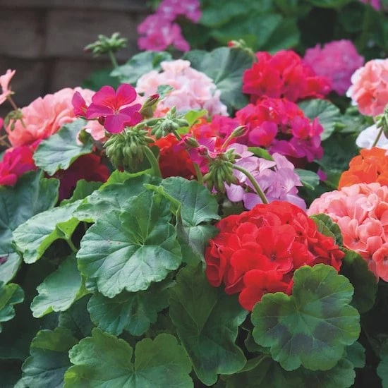 Mixed Geranium Perennial Pelargonium Flower Seeds for Planting – Heirloom, Non-GMO, High Germination