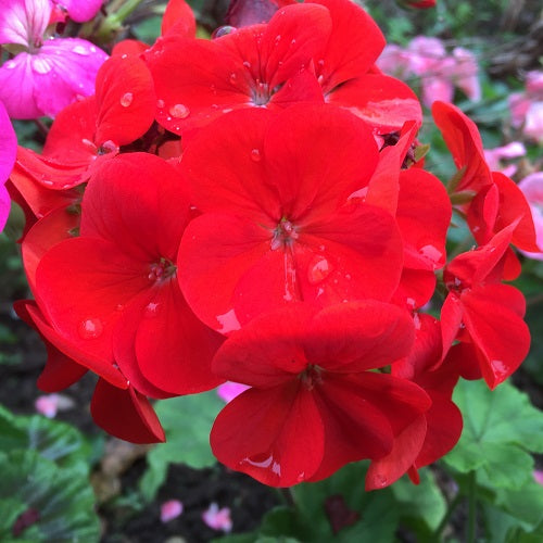 Pelargonium Flower Seeds for Planting Red – Sun Loving, Heirloom, Non-GMO, High Germination Organic Garden Seeds