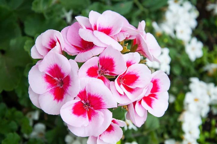 Pelargonium Flower Seeds for Planting White & Pink – Drought Tolerant, Heirloom, Non-GMO, High Germination Organic Garden Seeds