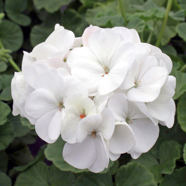 Flower Seeds, Seeds,Seeds For Planting,Plant Seeds