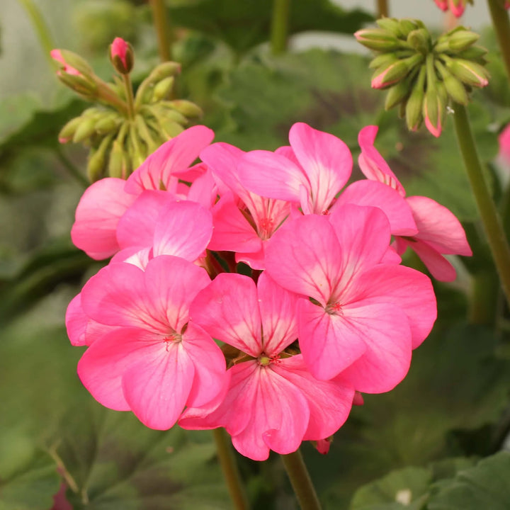 Light Pink Climbing Geranium Flower Seeds for Planting – Long Bloom Season, Heirloom, Non-GMO, High Germination Organic Garden Seeds