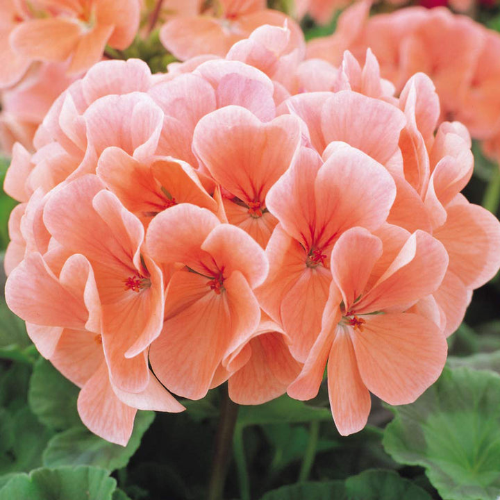 Light Orange Geranium Pelargonium Flower Seeds for Planting – Heirloom, Non-GMO, High Germination