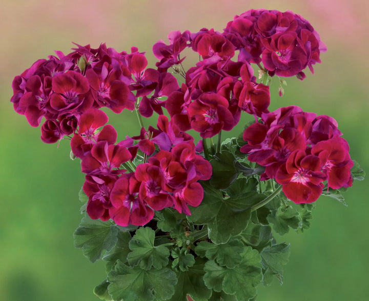 Burgundy Univalve Geranium Flower Seeds for Planting – Compact Growth, Heirloom & Non-GMO Home Garden