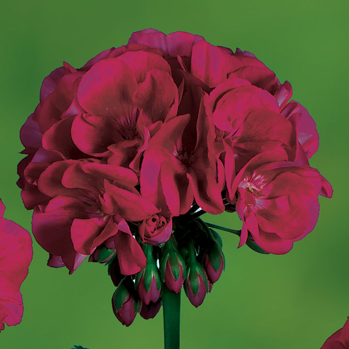 Maroon Geranium Flower Seeds for Planting – Heirloom, Non-GMO, High Germination Organic Garden Seeds