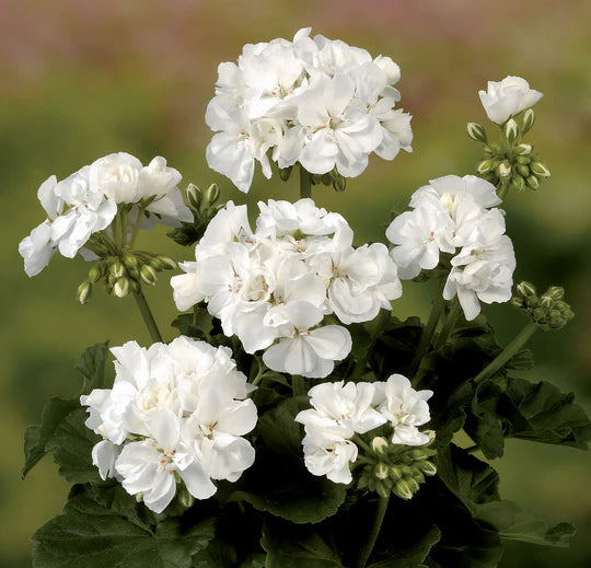 White Pelargonium Flower Seeds for Planting – Heirloom, Non-GMO, High Germination Organic Garden Seeds