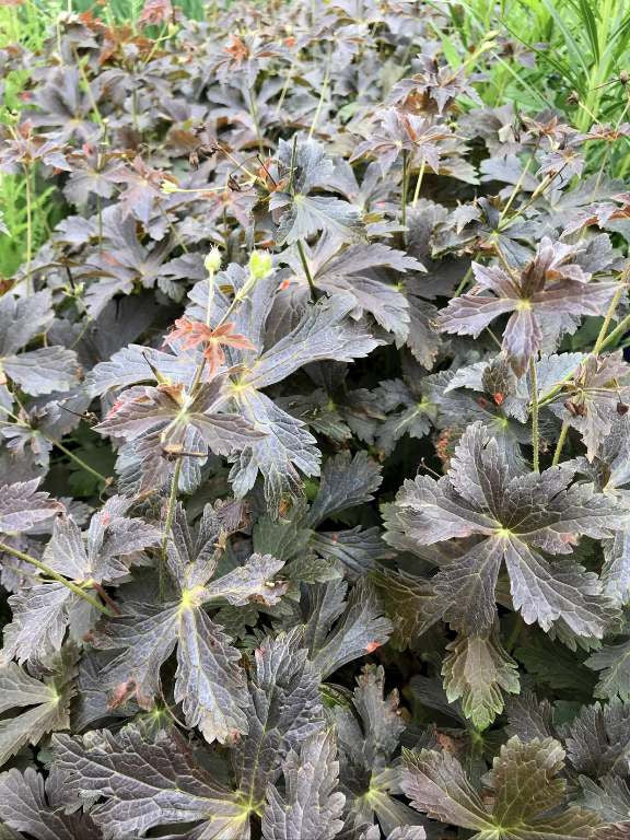 Light Grey Geranium Flower Seeds for Planting – Easy to Grow, Heirloom & Non-GMO for Home Garden