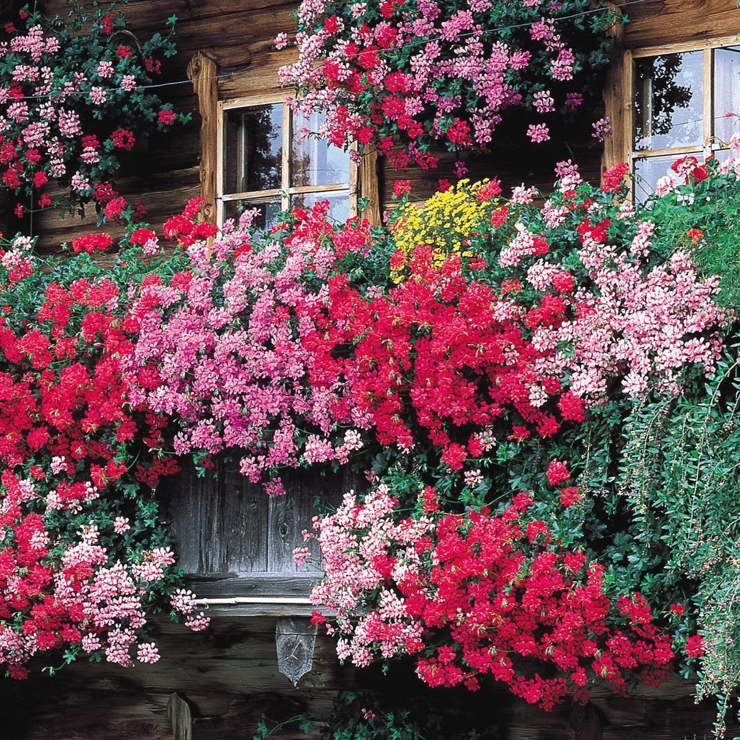 Climbing Geranium Mixed Colour Seeds for Planting – Heirloom, Non-GMO, High Germination, Shade Tolerant