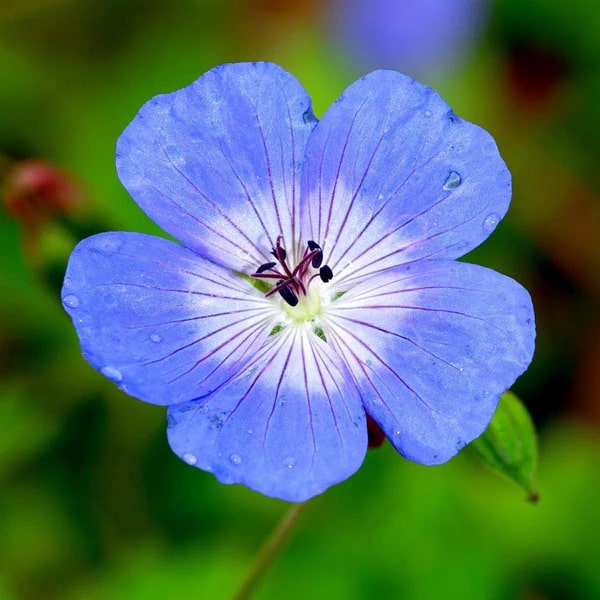Light Blue Geranium Flower Seeds for Planting – Pollinator Friendly, Heirloom, Non-GMO, High Germination Organic Garden Seeds