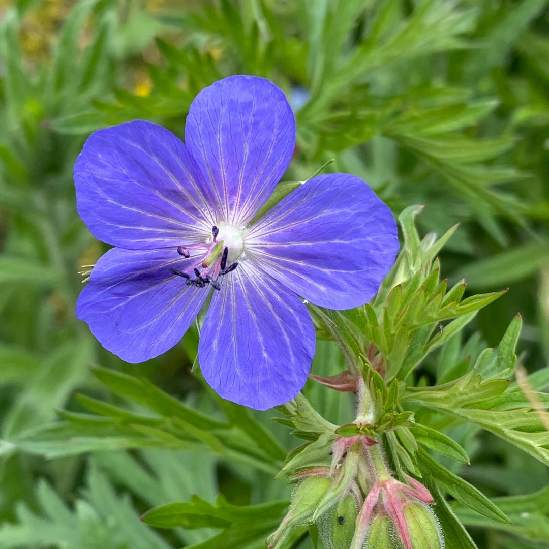 Cranesbill Geranium Flower Seeds for Planting | Heirloom Non-GMO Cut Flower Favorite