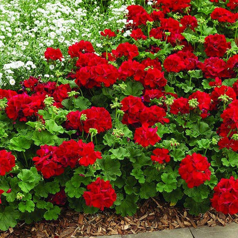Flower Seeds, Seeds,Seeds For Planting,Plant Seeds