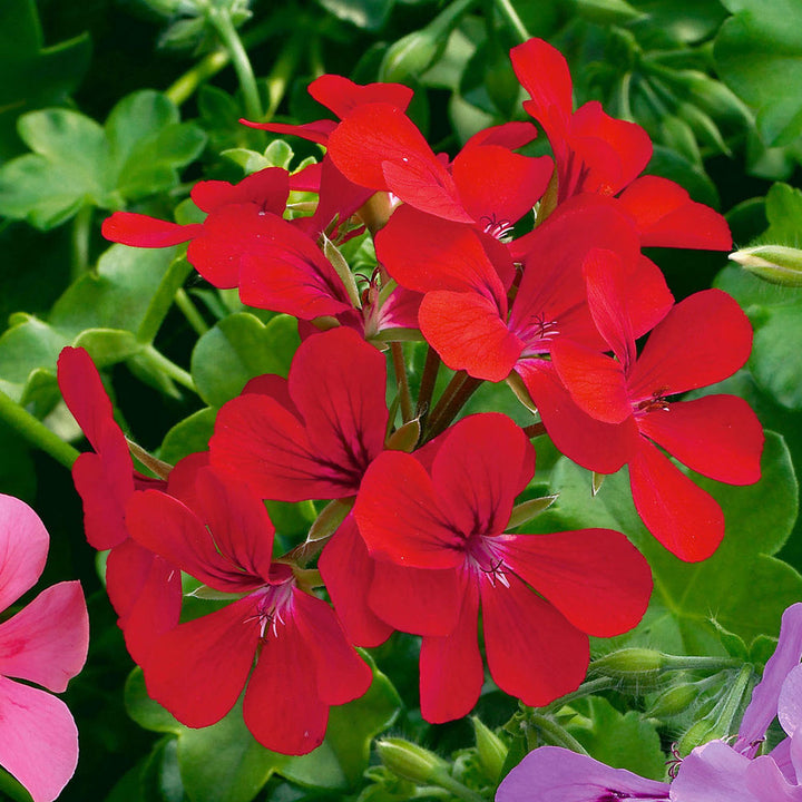 Pelargonium Peltatum Flower Seeds for Planting – Heirloom, Non-GMO, High Germination