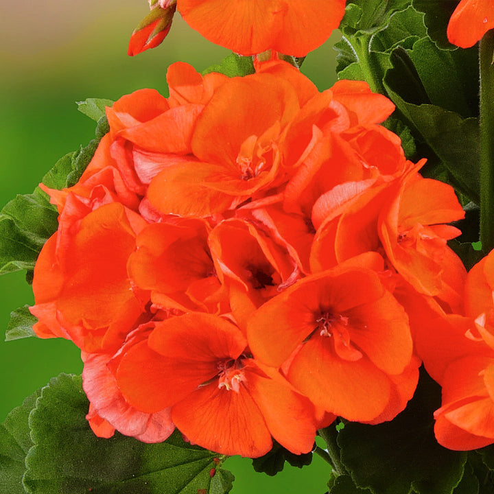 Geraniums Orange Flower Seeds for Planting – Heirloom Non-GMO, High Germination Organic Garden Seeds
