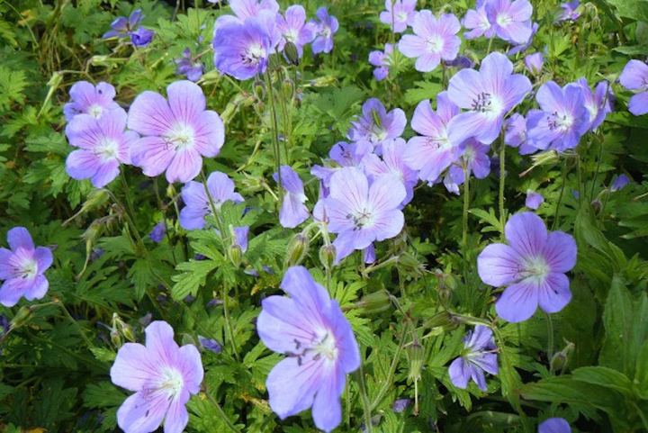 Geranium White Blue Flower Seeds for Planting 100 pcs - Low Maintenance, Heirloom & GMO Free Seeds for Home Garden