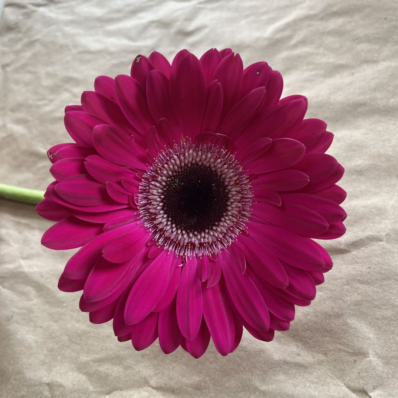 Dark Pink Gerbera Flower Seeds for Planting – Heirloom, Non-GMO, High Germination Organic Garden Seeds