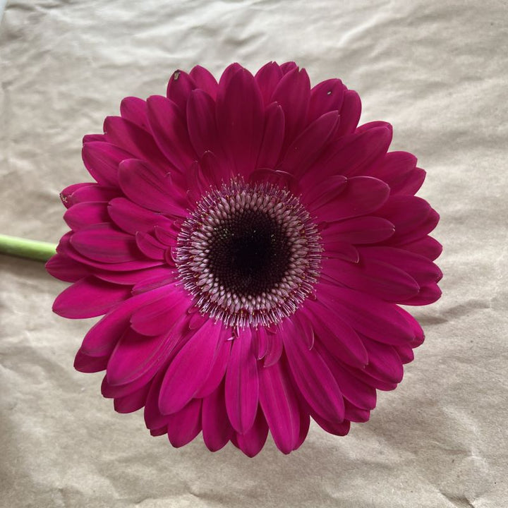 Dark Pink Gerbera Flower Seeds for Planting – Heirloom, Non-GMO, High Germination Organic Garden Seeds