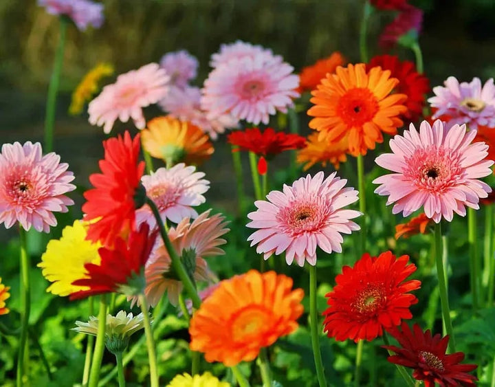 Gerbera Flower Seeds for Planting – Heirloom, Non-GMO, High Germination Organic Garden Seeds
