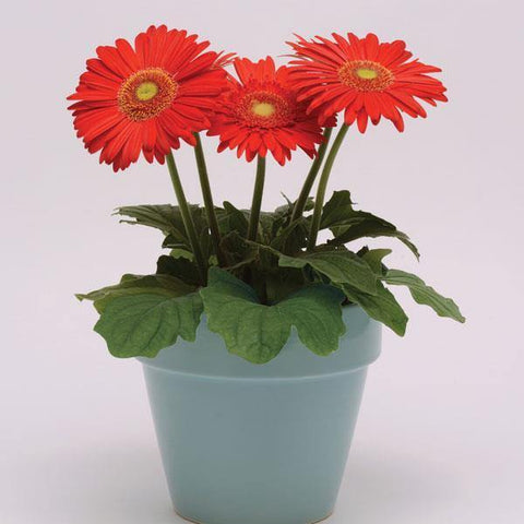 Flower Seeds, Seeds,Seeds For Planting,Plant Seeds