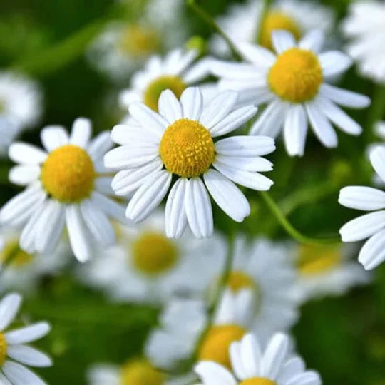 German Chamomile Seeds for Planting – Heirloom, Non-GMO Medicinal Herb for Teas, Pollinators & Aromatic Gardens