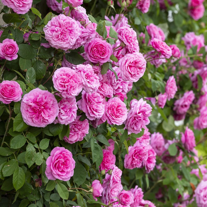 Pink Double Petal English Rose Flower Seeds for Planting | Heirloom Non-GMO Organic Garden Seeds