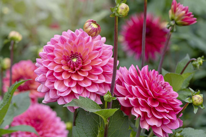 Pink Dahlia Perennial Flower Seeds for Planting – Heirloom Non-GMO High Germination Organic Garden Seeds