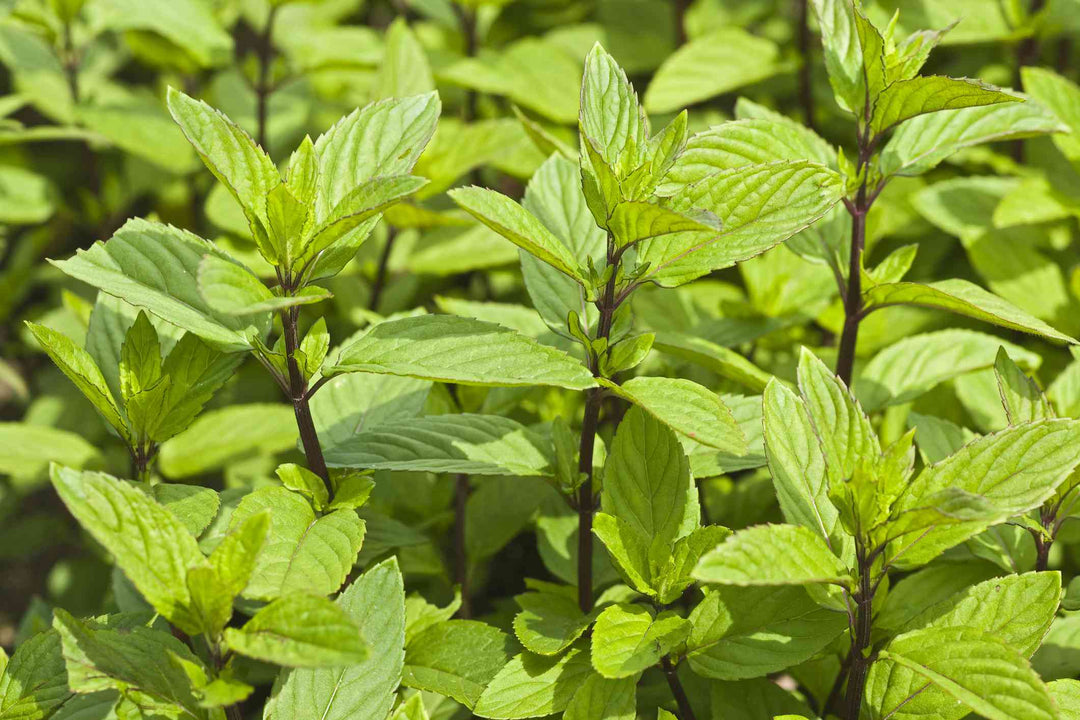 Green Lemon Mint Herb Seeds – Heirloom, Non-GMO Seeds for Kitchen Garden Staple Planting