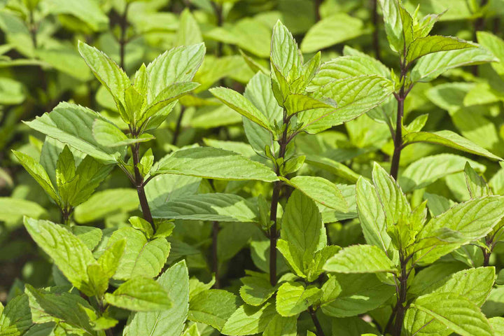 Green Lemon Mint Herb Seeds – Heirloom, Non-GMO Seeds for Kitchen Garden Staple Planting