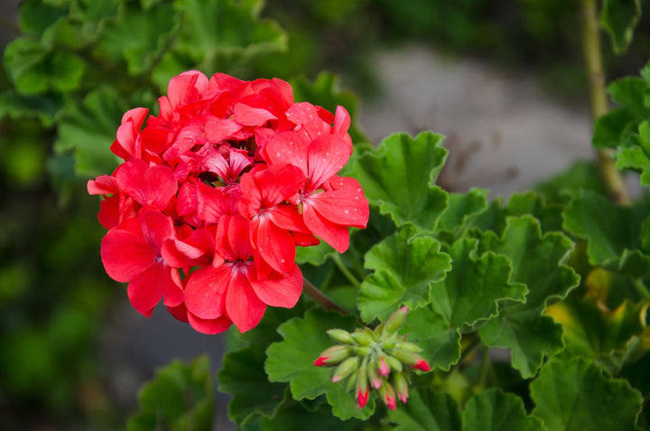 Geranium Pelargonium Flower Seeds for Planting – Heirloom, Non-GMO, Sun Loving, High Germination