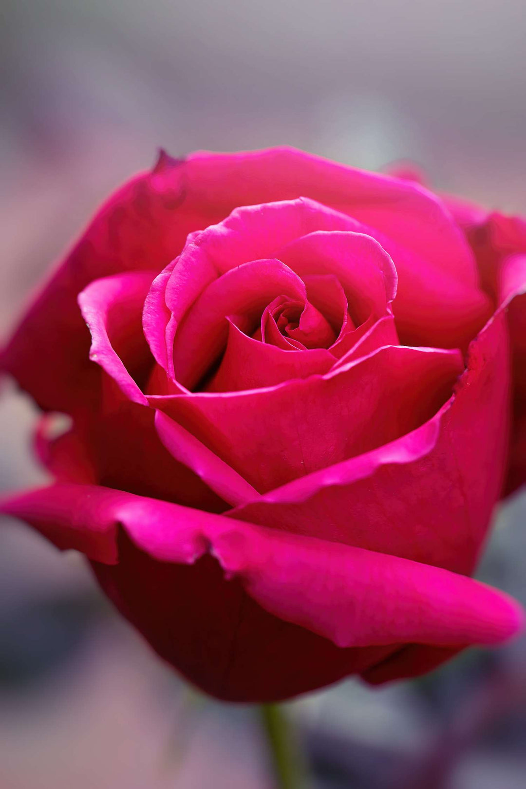 Dark Pink Rose Flower Seeds for Planting – Heirloom, Non-GMO, High Germination Organic Garden Seeds
