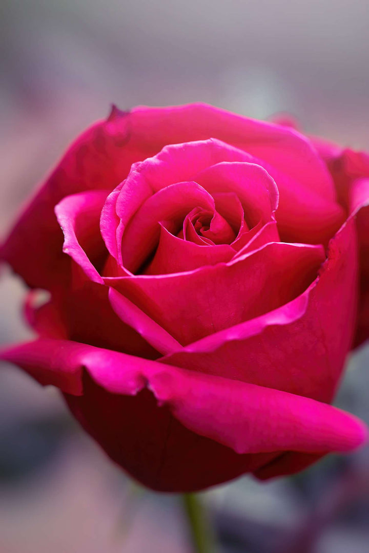 Dark Pink Rose Flower Seeds for Planting – Heirloom, Non-GMO, High Germination Organic Garden Seeds