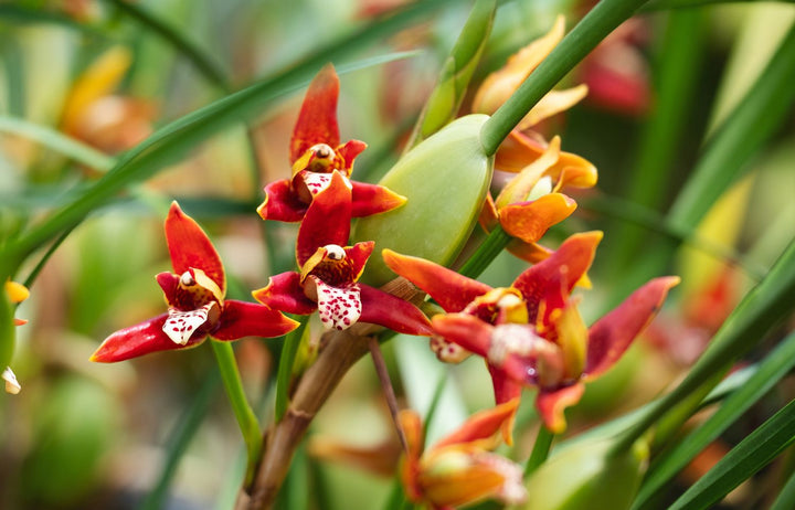 Cymbidium Maxillaria Flower Seeds for Planting – Heirloom, Non-GMO, Fragrant Blossoms, High Germination