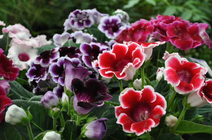 Gloxinia Flower Seeds for Planting Mixed – Cottage Garden Essential, Heirloom, Non-GMO, High Germination Organic Garden Seeds