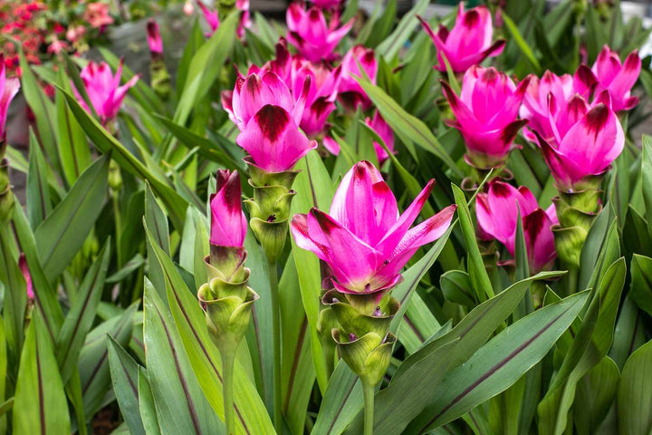 Rhizoma Curcuma Flower Seeds for Planting – Heirloom Non-GMO, High Germination Organic Garden Seeds