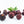 Yangmei Fruit Seeds for Planting – Heirloom, Non-GMO Sweet Asian Homegrown Garden Fruit Seeds