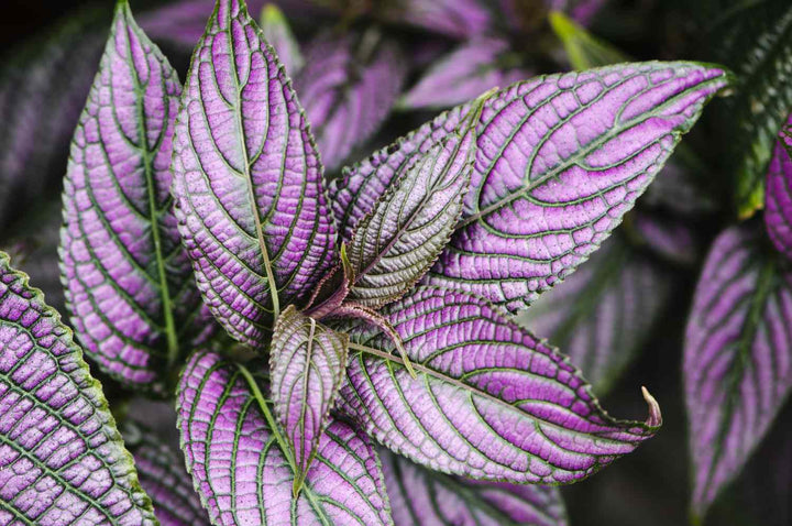 Caladium Purple Green Leaf  for Planting 100 pcs - Compact Growth, Heirloom & GMO Free Seeds for Home Garden