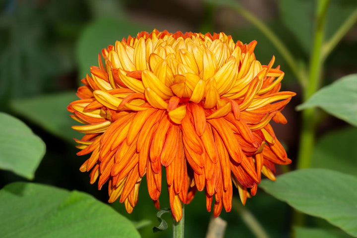 Chrysanthemum Flower Seeds for Planting – Heirloom, Non-GMO, High Germination Organic Garden Seeds