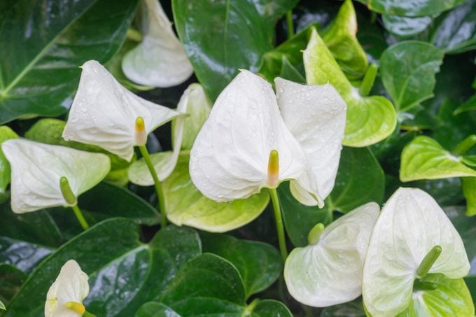 White Green Anthurium Flower Seeds for Planting – Heirloom, Non-GMO, High Germination Organic Garden Seeds