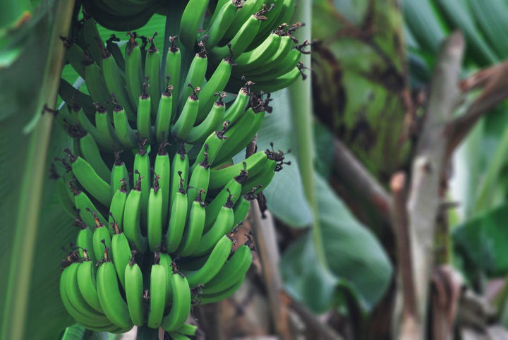 Raw Banana Plantain Fruit seeds – Heirloom, Non-GMO seeds for Planting Juicy Indoor Garden Trees