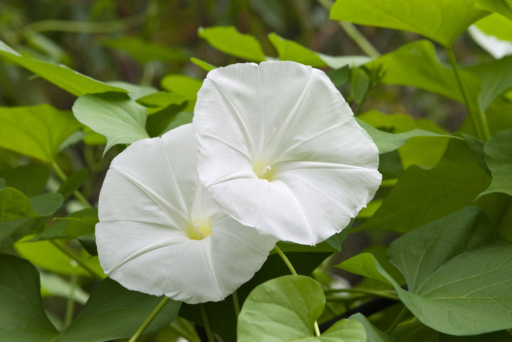 Moon Flower Seeds for Planting – Seasonal Bloomer, Heirloom Non-GMO, High Germination Organic Garden Seeds