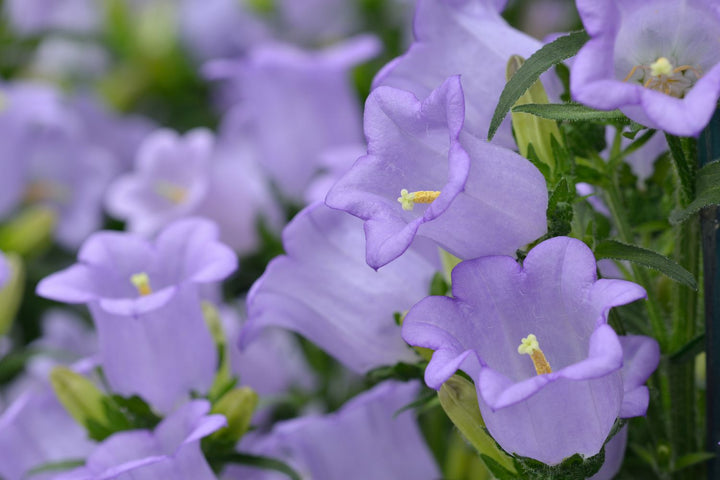 Bells Flower Seeds for Planting – Heirloom, Non-GMO, High Germination Organic Garden Seeds