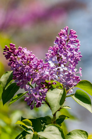 Flower Seeds, Seeds,Seeds For Planting,Plant Seeds