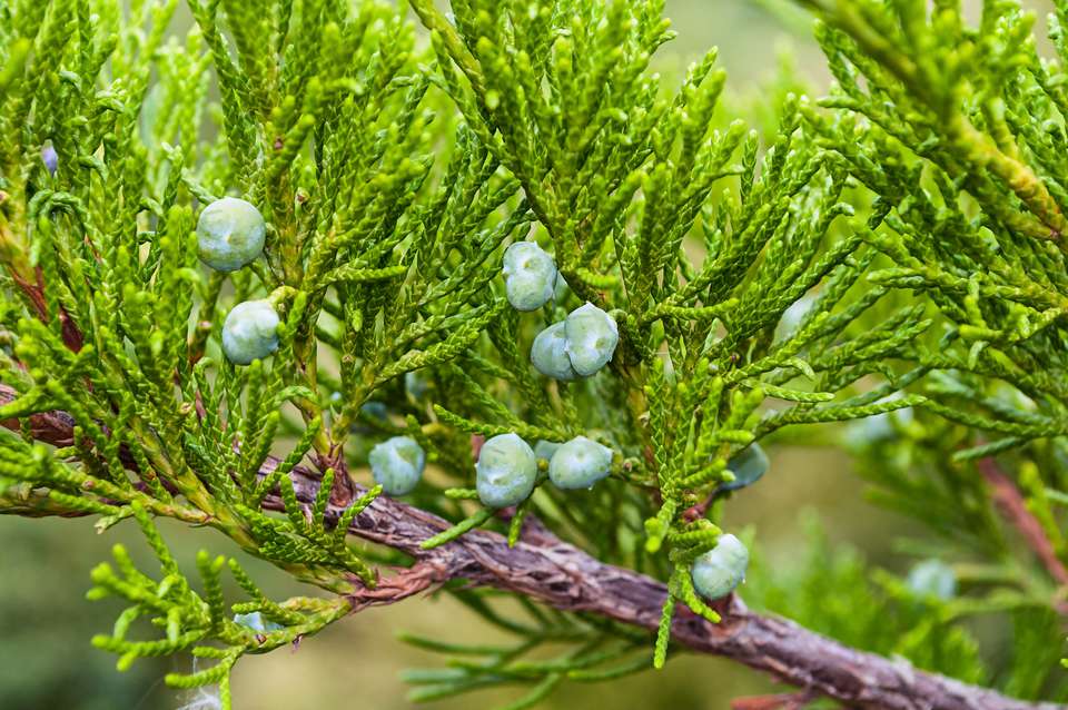 Juniper fruit seeds for planting – Heirloom & Non-GMO berry-producing garden seeds